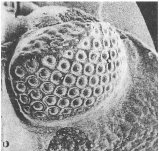 Иллюстрация к книге — Трилобиты. Свидетели эволюции [i_020.jpg]