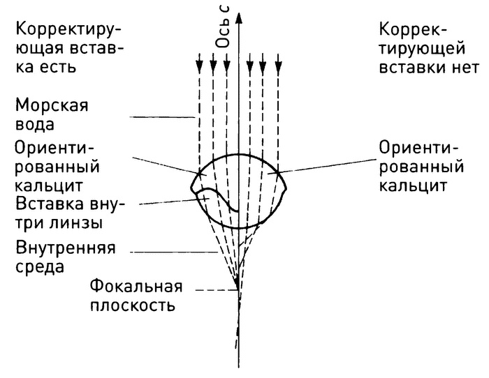 Иллюстрация к книге — Трилобиты. Свидетели эволюции [i_021.jpg]
