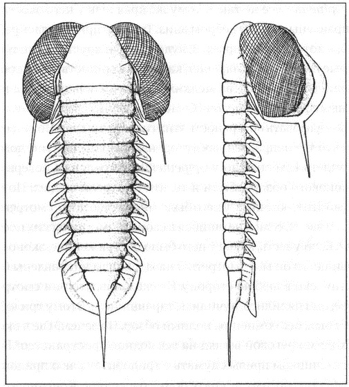 Иллюстрация к книге — Трилобиты. Свидетели эволюции [i_022.jpg]