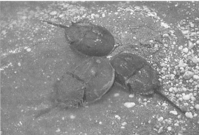 Иллюстрация к книге — Трилобиты. Свидетели эволюции [i_030.jpg]