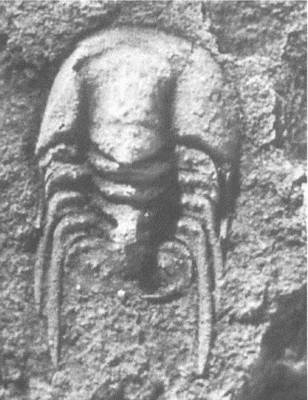 Иллюстрация к книге — Трилобиты. Свидетели эволюции [i_033.jpg]