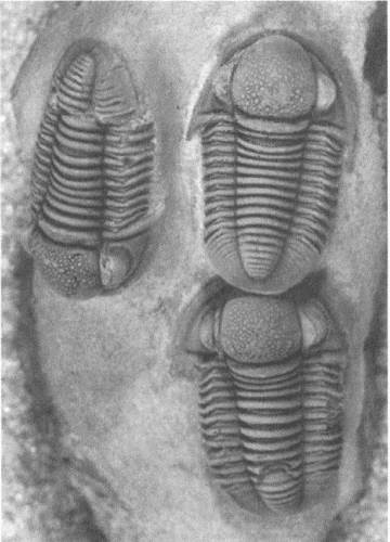 Иллюстрация к книге — Трилобиты. Свидетели эволюции [i_036.jpg]