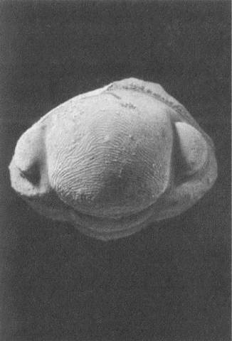 Иллюстрация к книге — Трилобиты. Свидетели эволюции [i_037.jpg]