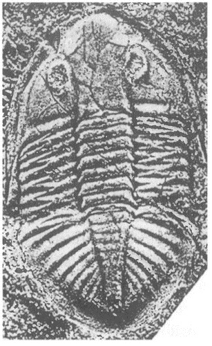 Иллюстрация к книге — Трилобиты. Свидетели эволюции [i_042.jpg]