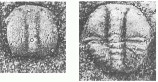 Иллюстрация к книге — Трилобиты. Свидетели эволюции [i_047.jpg]