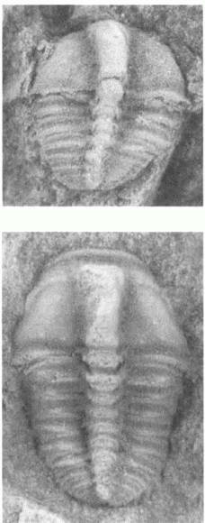 Иллюстрация к книге — Трилобиты. Свидетели эволюции [i_049.jpg]