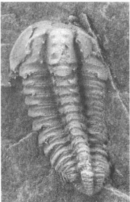 Иллюстрация к книге — Трилобиты. Свидетели эволюции [i_050.jpg]