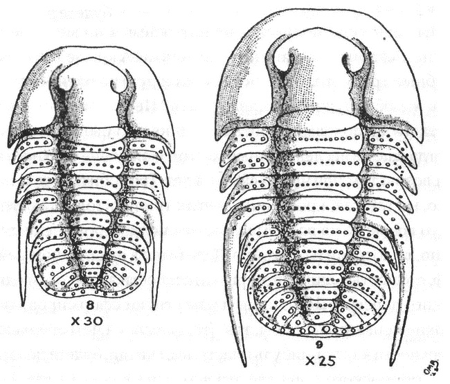 Иллюстрация к книге — Трилобиты. Свидетели эволюции [i_054.jpg]