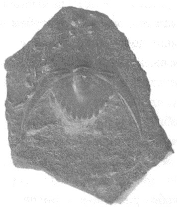 Иллюстрация к книге — Трилобиты. Свидетели эволюции [i_059.jpg]