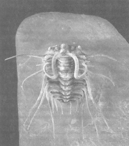 Иллюстрация к книге — Трилобиты. Свидетели эволюции [i_060.jpg]