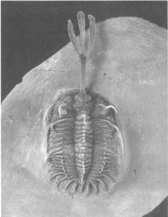 Иллюстрация к книге — Трилобиты. Свидетели эволюции [i_062.jpg]