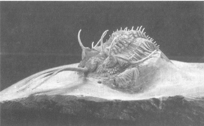 Иллюстрация к книге — Трилобиты. Свидетели эволюции [i_063.jpg]