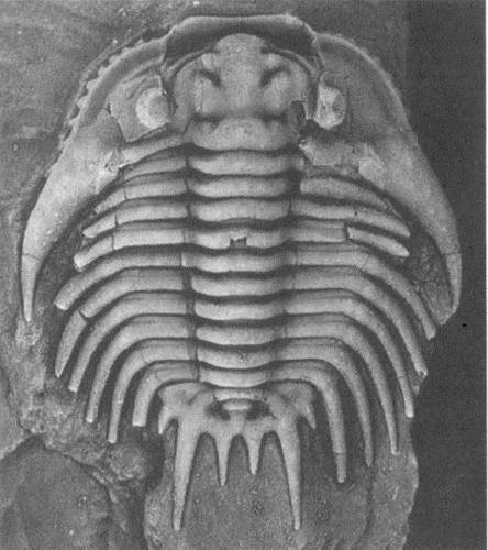 Иллюстрация к книге — Трилобиты. Свидетели эволюции [i_064.jpg]