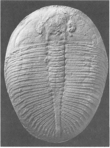 Иллюстрация к книге — Трилобиты. Свидетели эволюции [i_068.jpg]