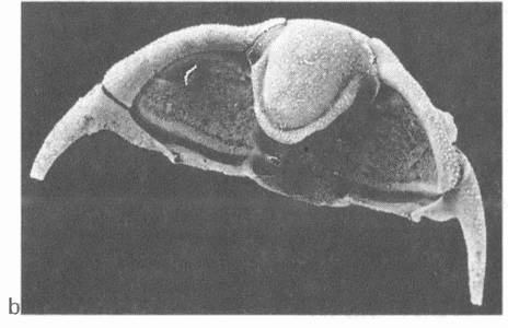 Иллюстрация к книге — Трилобиты. Свидетели эволюции [i_070.jpg]