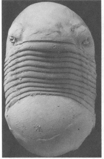 Иллюстрация к книге — Трилобиты. Свидетели эволюции [i_071.jpg]