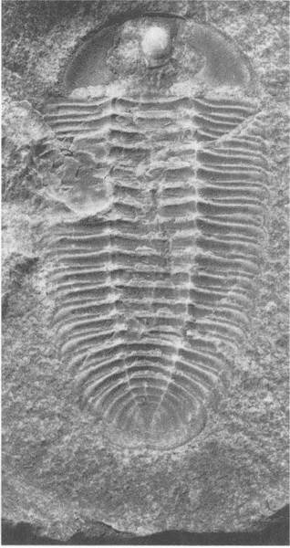 Иллюстрация к книге — Трилобиты. Свидетели эволюции [i_076.jpg]