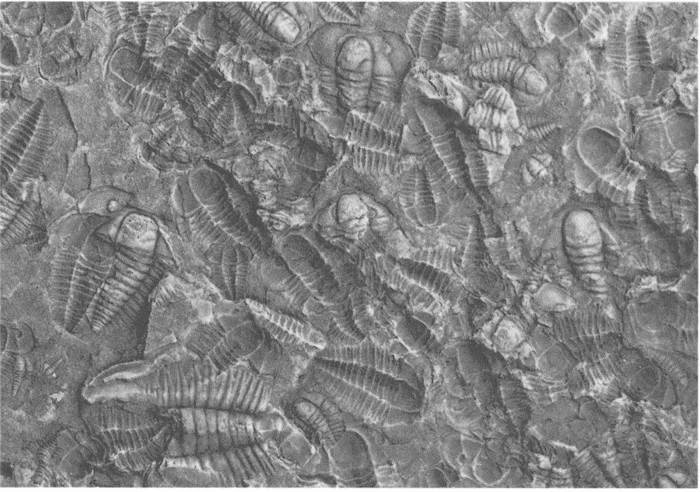 Иллюстрация к книге — Трилобиты. Свидетели эволюции [i_077.jpg]