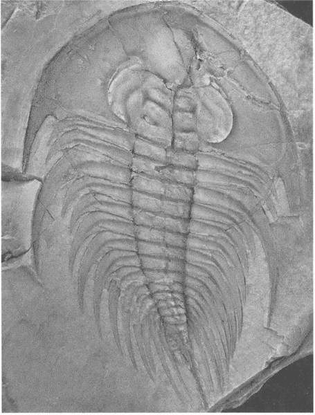 Иллюстрация к книге — Трилобиты. Свидетели эволюции [i_078.jpg]