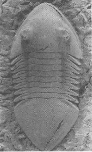 Иллюстрация к книге — Трилобиты. Свидетели эволюции [i_080.jpg]