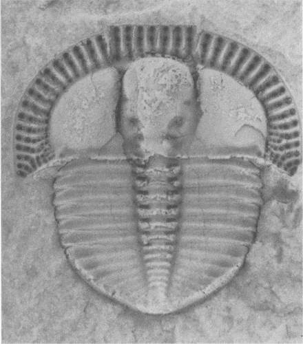 Иллюстрация к книге — Трилобиты. Свидетели эволюции [i_081.jpg]