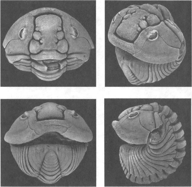 Иллюстрация к книге — Трилобиты. Свидетели эволюции [i_084.jpg]