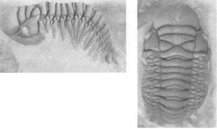 Иллюстрация к книге — Трилобиты. Свидетели эволюции [i_087.jpg]