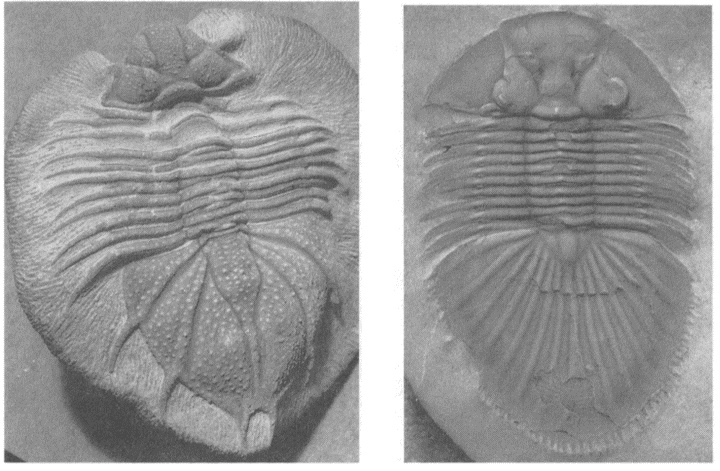 Иллюстрация к книге — Трилобиты. Свидетели эволюции [i_088.jpg]