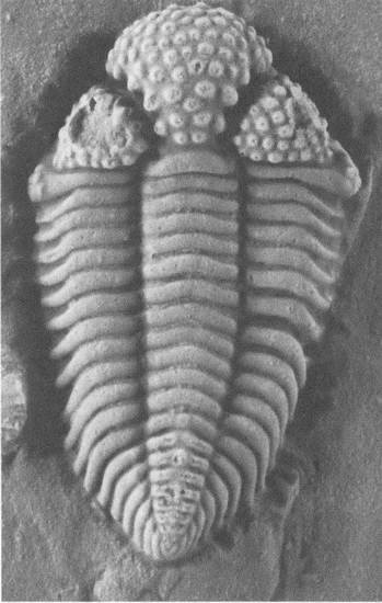 Иллюстрация к книге — Трилобиты. Свидетели эволюции [i_094.jpg]