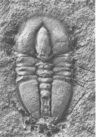 Иллюстрация к книге — Трилобиты. Свидетели эволюции [i_095.jpg]