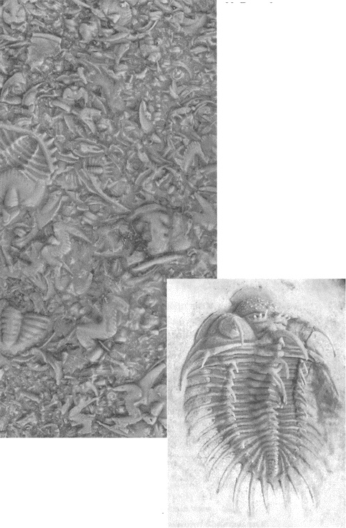 Иллюстрация к книге — Трилобиты. Свидетели эволюции [i_100.jpg]