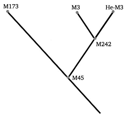 Иллюстрация к книге — Генетическая одиссея человека [i_011.jpg]