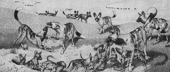 Иллюстрация к книге — Хозяева Земли. Социальное завоевание планеты человечеством [i_008.jpg]