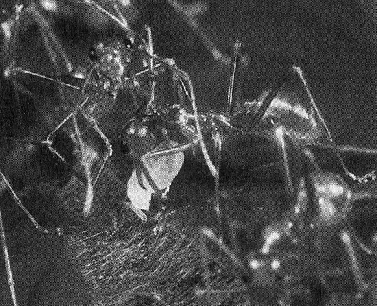 Иллюстрация к книге — Хозяева Земли. Социальное завоевание планеты человечеством [i_029.jpg]