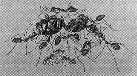 Иллюстрация к книге — Хозяева Земли. Социальное завоевание планеты человечеством [i_030.jpg]