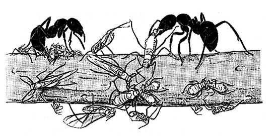 Иллюстрация к книге — Хозяева Земли. Социальное завоевание планеты человечеством [i_032.jpg]