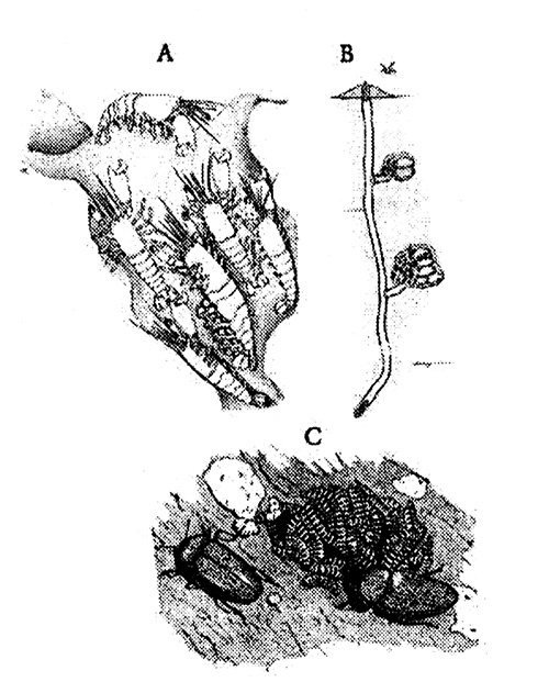 Иллюстрация к книге — Хозяева Земли. Социальное завоевание планеты человечеством [i_037.jpg]