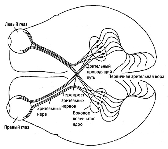 Иллюстрация к книге — Хозяева Земли. Социальное завоевание планеты человечеством [i_042.jpg]
