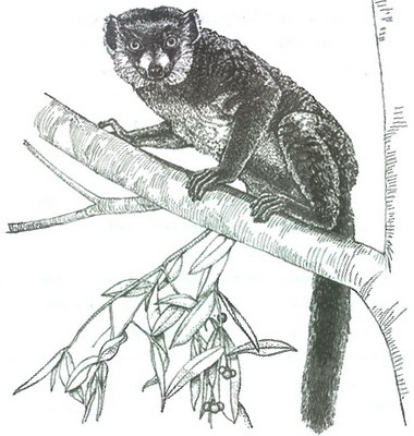 Иллюстрация к книге — Скелеты в шкафу. Драматичная эволюция человека [i_004.jpg]