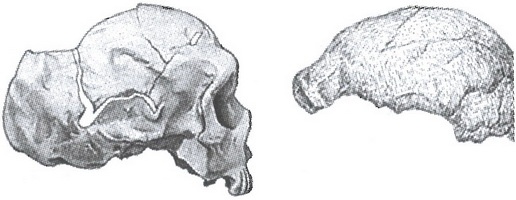 Иллюстрация к книге — Скелеты в шкафу. Драматичная эволюция человека [i_006.jpg]