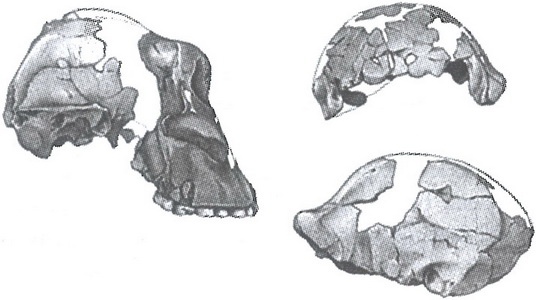 Иллюстрация к книге — Скелеты в шкафу. Драматичная эволюция человека [i_015.jpg]