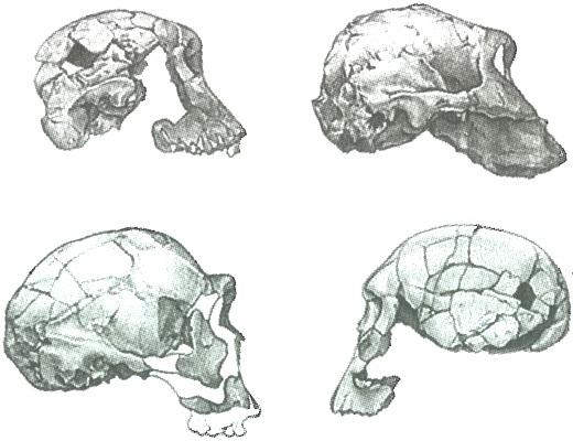 Иллюстрация к книге — Скелеты в шкафу. Драматичная эволюция человека [i_020.jpg]