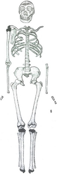 Иллюстрация к книге — Скелеты в шкафу. Драматичная эволюция человека [i_027.jpg]