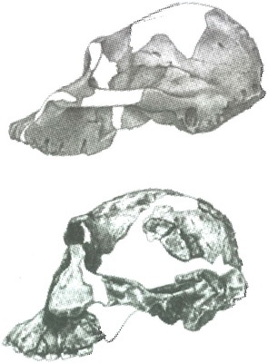 Иллюстрация к книге — Скелеты в шкафу. Драматичная эволюция человека [i_028.jpg]