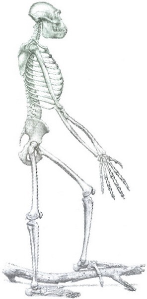 Иллюстрация к книге — Скелеты в шкафу. Драматичная эволюция человека [i_029.jpg]