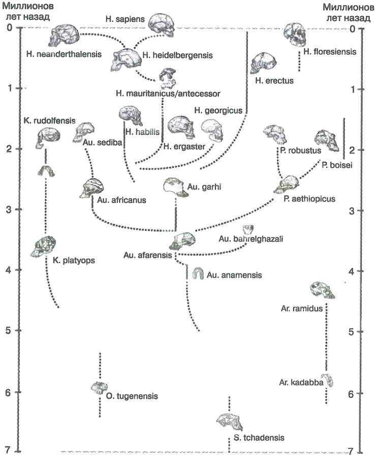 Иллюстрация к книге — Скелеты в шкафу. Драматичная эволюция человека [i_038.jpg]