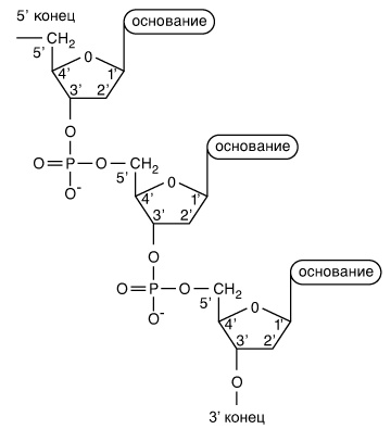 Иллюстрация к книге — Геном человека: Энциклопедия, написанная четырьмя буквами [i_002.jpg]