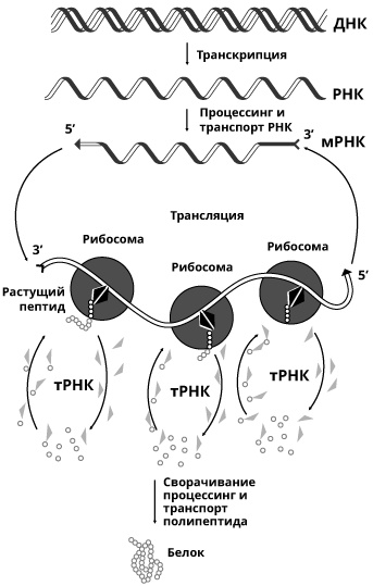 Иллюстрация к книге — Геном человека: Энциклопедия, написанная четырьмя буквами [i_008.jpg]