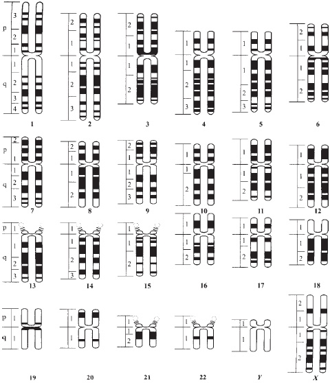 Иллюстрация к книге — Геном человека: Энциклопедия, написанная четырьмя буквами [i_012.jpg]