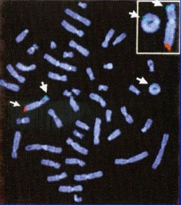 Иллюстрация к книге — Геном человека: Энциклопедия, написанная четырьмя буквами [i_013.jpg]